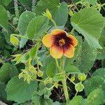 Image result for Abutilon hirtum