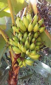 Jenis pisang goreng pun ada banyak. Pisang Ulin Enak Di Goreng 12 Jenis Pisang Di Indonesia Dan Cara Mengolahnya Merdeka Com