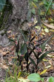 Totally hardy outside and loves a wet spot but is perfectly happy in a garden bed that doesn't dry out. Photo 38155 Epipactis Gigantea Serpentine Night Plant Lust
