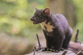 Image result for kuna lesní obrázky