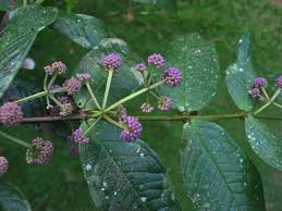 Image result for Memecylon