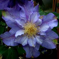 Как оформить заказ и оплатить? Clematis Vyvyan Pennell Friedrich M Westphal Clematiskulturen