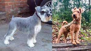 We did not find results for: Miniature Schnauzer Vs Irish Terrier Breed Comparison