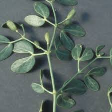 Image result for Zygophyllum cuneifolium