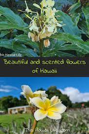 Check spelling or type a new query. Fragrant Flowers Of Hawaii This Hawaii Life