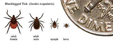 How long can ticks survive? Transmission Lyme Disease Cdc