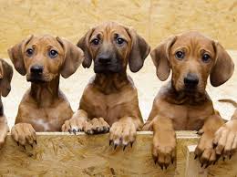 But now that you have made the choice of getting a rhodesian ridgeback, you now have a new challenge to occupy you thoughts: Rhodesian Ridgeback Gives Birth To 17 Puppies Etana Gave Birth To Eight Females And Nine Males New York Daily News
