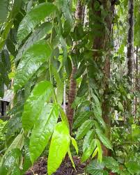 Image result for Tragia shirensis