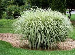Reported with be quite drought hardy and deer do not generally eat the foliage. Miscanthus Sinensis Cosmopolitan 8ft X 60cm Ornamental Grasses Rooftop Garden Grass