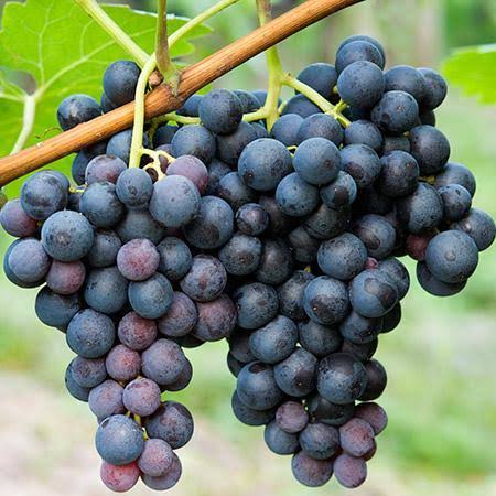Mga resulta ng larawan para sa Concord grapes"