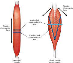 Pennate Muscle An Overview Sciencedirect Topics