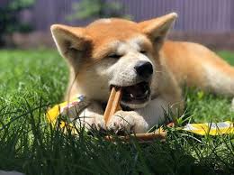 14 Features And Characteristics Of Akita Inu Puppies 2020 Kopek Shiba Inu Akita