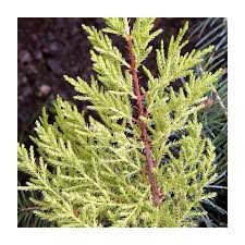Image result for Cupressus macrocarpa