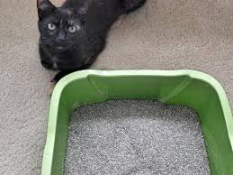 Keep a close eye on your cat if they look like they want to go to the toilet. How To Litter Box Train A Stray Kitten Cat Training Litter Box Cat Training Cat Spray