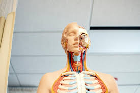 Lvlupfit.comwhat organ in just underbthe bottom left rib / during or after running, walking or other physical activities, irritation of the spleen capsule can cause side pain under the lower left ribs. Audio Author Hour