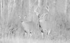 Best Time To Hunt White Tailed Deer Times To Hunt