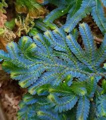 Image result for Selaginella kivuensis