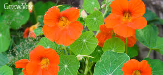 The benefits of integrating flowering plants into a vegetable garden are numerous: 5 Edible Flowers To Grow In Your Vegetable Garden