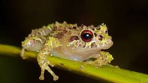 Image result for Pristimantis mutabilis