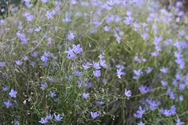 Image result for Wahlenbergia perrottetii