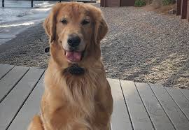 What kind of heart disease can a dog have? Study Grain Free Diet For Dogs Leads To Canine Heart Disease