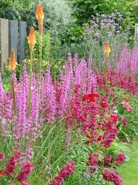 Lythrum Salicaria Robert Grote Kattenstaart De Tuinen Van Appeltern Bloementuin Planten Cottage Tuin