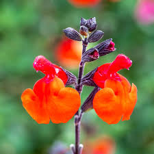 Image result for Sebaea microphylla