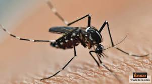 يشيع انتشار مرض الملاريا عادةً في بلدان العالم الثالث، وهو عبارة عن مرض طفيلي معدي يصاب به الإنسان إثر تسلل كائن طفيلي يعرف بالبلازموديوم. ÙƒÙŠÙ Ø¸Ù‡Ø± Ù…Ø±Ø¶ Ø§Ù„Ù…Ù„Ø§Ø±ÙŠØ§ ÙˆÙƒÙŠÙ ÙŠÙ†ØªÙ‚Ù„ ÙˆÙ‡Ù„ Ù„Ù‡ Ø¹Ù„Ø§Ø¬ Ø£ÙƒÙŠØ¯ ØªØ³Ø¹Ø©