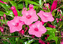 Image result for Ipomoea horsfalliae