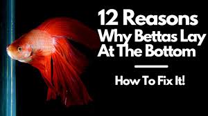 How Do Fish Sleep Inside The Aquarium? Curious Facts About Fish