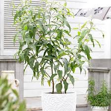 It was first used by the aborigines in the dry outback—they chewed the roots, which hold a high concentration of water. Lemon Eucalyptus Trees For Sale Fastgrowingtrees Com