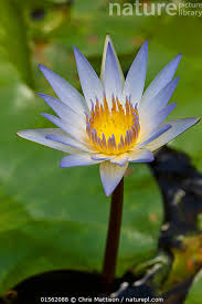 Image result for Nymphaea maculata
