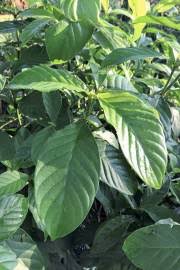 Image result for Psychotria auxopoda