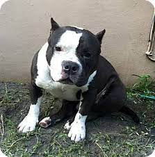 We did not find results for: Pin On Bull Dogs