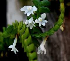 Image result for Angraecum distichum