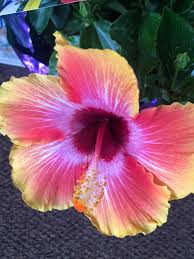 Broadband coverage and competition in manistique is below average. Flowers By Jodi Home Facebook