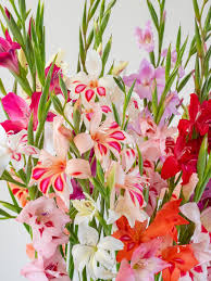 Image result for Gladiolus zambesiacus