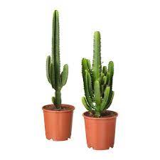 Australische baumwolle im outback von der pflanze zum 4 schnitt korb gelb foto licht malerei fotografie als poster und kunstdruck cosmea oder schmuckkörbchen verblühter löwenzahn. Euphorbia Acrurensis Potplant Ikea Pflanzen Topfpflanzen Buropflanzen