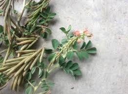 Image result for Indigofera spicata