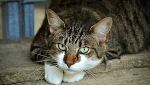Seeing a white cat in a dream forebodes you nothing good. Dreams About Cats Meaning And Interpretation