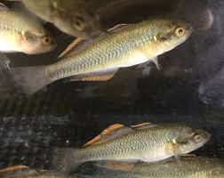 Pin On Native Fish