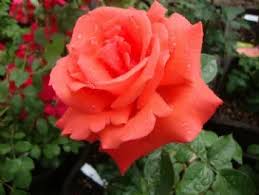 Starring elza van den heever, joyce didonato, matthew polenzani, joshua hopkins, and matthew rose, conducted by maurizio benini. Roberto Alagna Adaraquatro