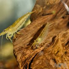 Image result for Eriocaulon afzelianum