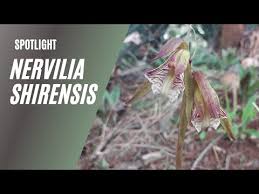 Image result for Nervilia sp.no.4