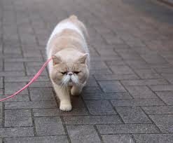 いいね 1 812件 コメント18件 ネズミイロのネコとバニラさん 103noa のinstagramアカウント ほぼ毎日さんぽするよ バニやん 要求される わんこか ねこのいる生活 エキゾチックショートヘア instagram posts instagram animals