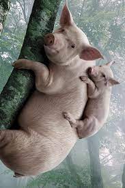 Pig and piggy climb the tree 640x1136 iPhone 5/5S/5C/SE wallpaper,  background, picture, image