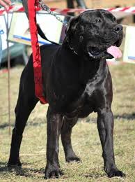 Black Boerboel Puppies For Sale In Bloemfontein I Luv This Black Boerboel Jim Perros