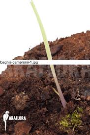 Image result for Tulbaghia cameronii
