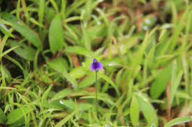 Image result for Burmannia