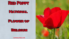 Celebrated on the last monday in may to honor and remember all the military men poppy flower. Red Poppy National Flower Of Belgium Meaning Of The Poppy